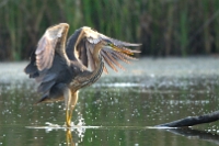 Airone rosso (Ardea purpurea)